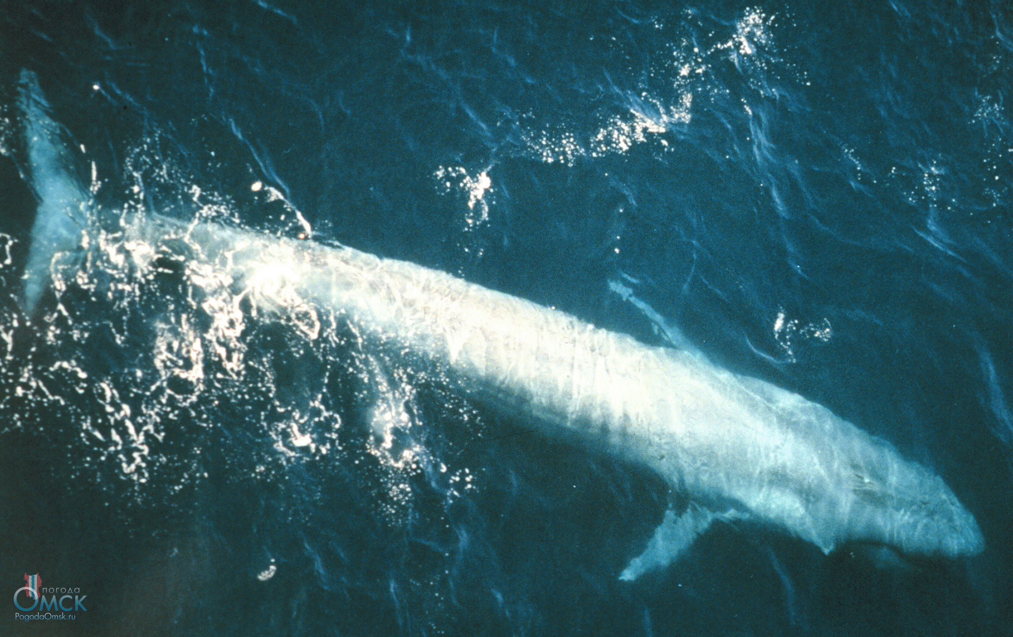 Взрослый синий кит