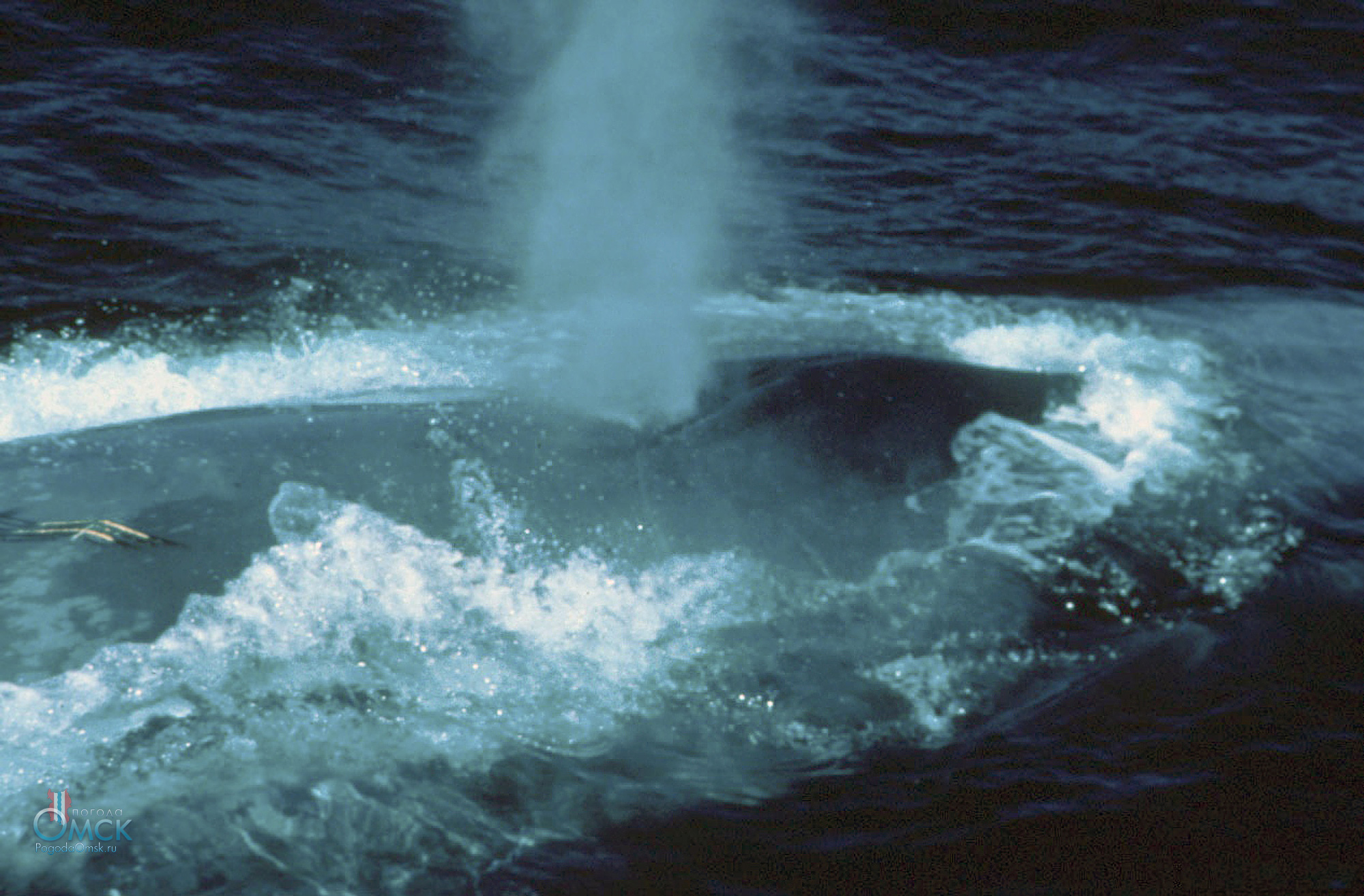 Синий кит выдыхает фонтан пара и брызг