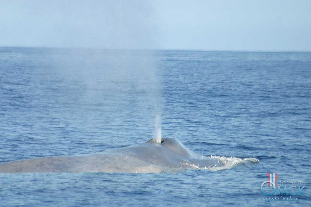 Синий кит выдыхает фонтан пара и брызг
