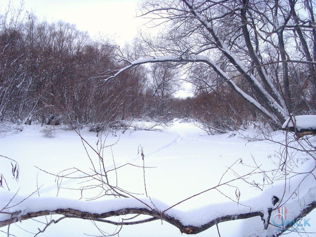 Снег на деревьях